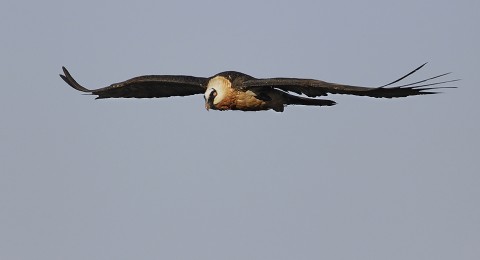 Bearded Vulture