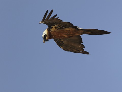 Bearded Vulture