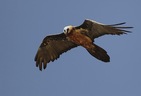 Bearded Vulture