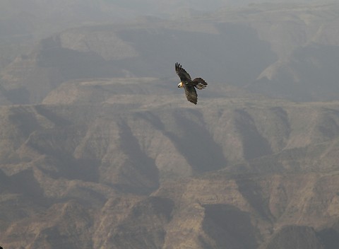 Bearded Vulture