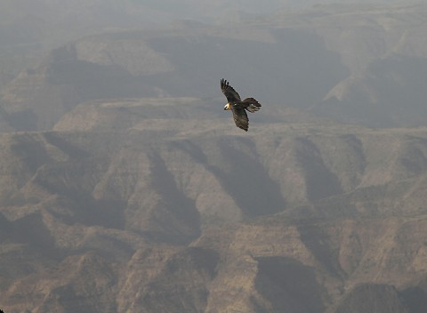 Bearded Vulture