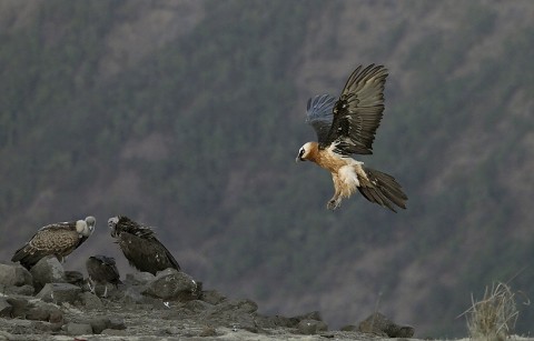 Bearded Vulture