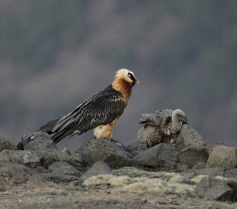 Bearded Vulture