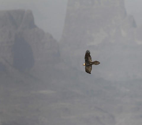 Bearded Vulture