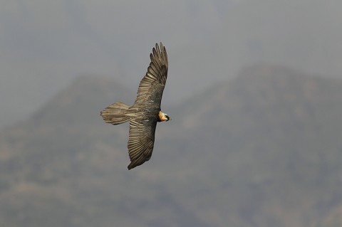 Bearded Vulture