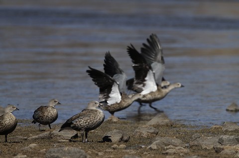 Ethiopia-Ducks-Geese