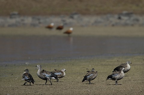 Ducks & Geese