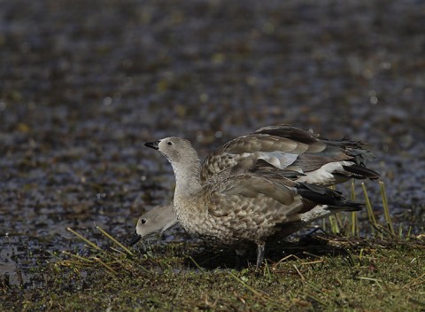 Ducks & Geese