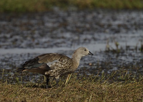 Ducks & Geese