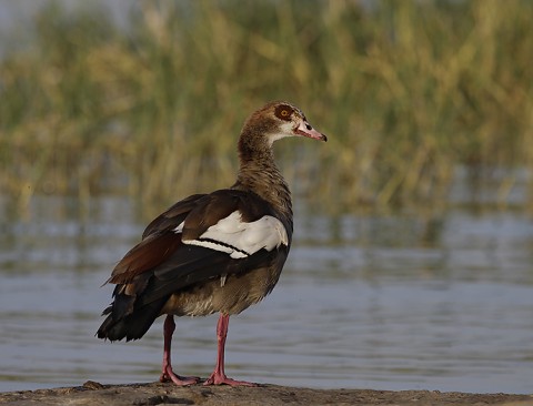 Ducks & Geese