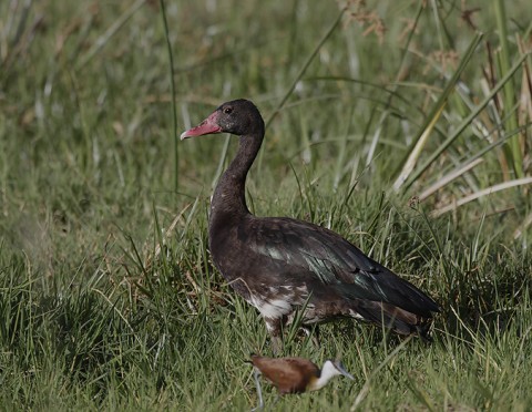 Ducks & Geese