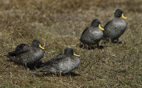 Ducks & Geese