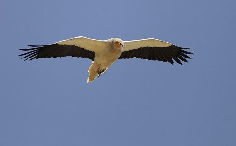 Egyptian Vulture