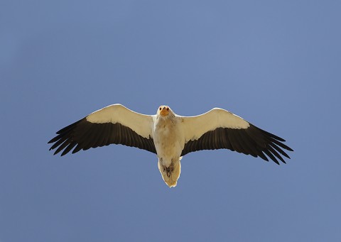 Egyptian Vulture