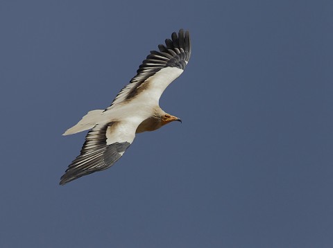 Egyptian Vulture