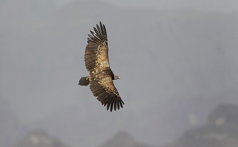 Eurasian Griffon Vulture