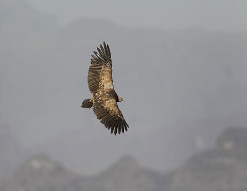 Eurasian Griffon Vulture