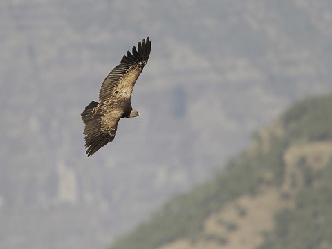 Eurasian Griffon Vulture