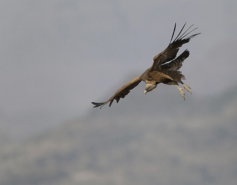 Eurasian Griffon Vulture