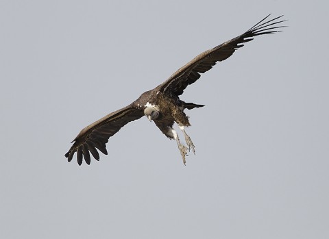 Eurasian Griffon Vulture