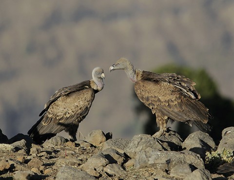 Eurasian Griffon Vulture