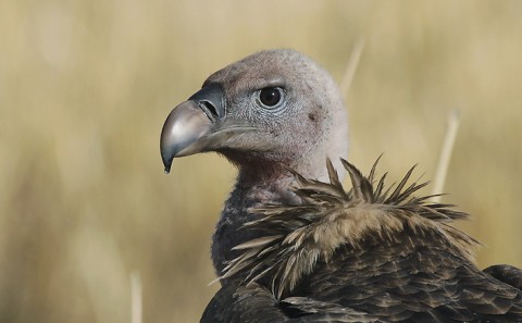 Eurasian Griffon Vulture