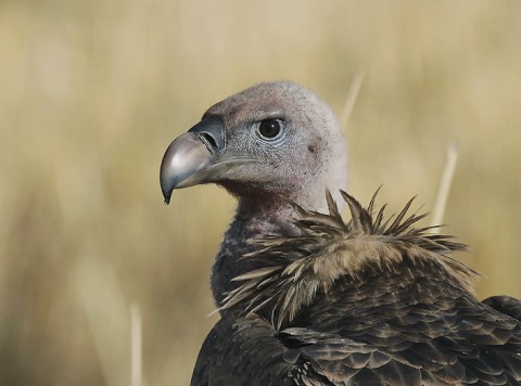 Eurasian Griffon Vulture