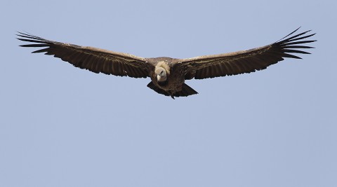 Eurasian Griffon Vulture