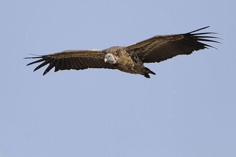 Eurasian Griffon Vulture