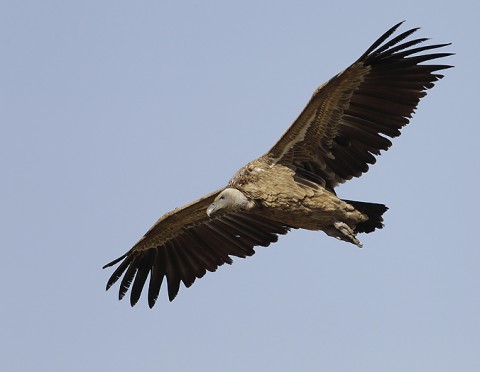 Eurasian Griffon Vulture