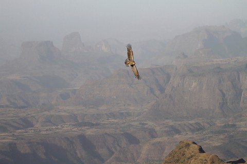 Eurasian Griffon Vulture