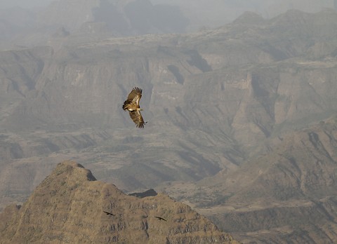 Eurasian Griffon Vulture