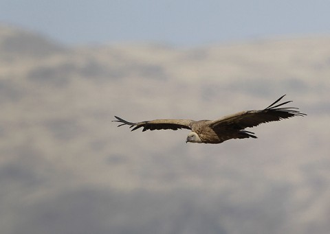 Eurasian Griffon Vulture