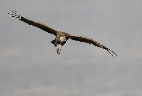 Eurasian Griffon Vulture