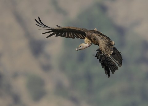 Eurasian Griffon Vulture