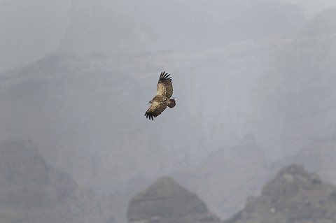 Eurasian Griffon Vulture