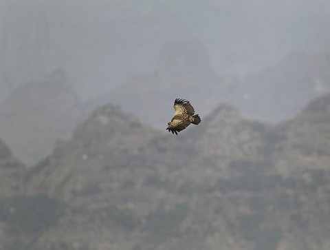 Eurasian Griffon Vulture