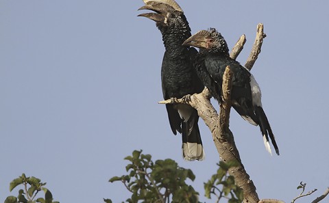 Ethiopia-Galliformes-Hornbills