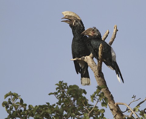 Ethiopia-Galliformes-Hornbills