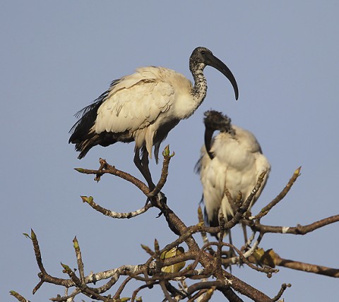 Herons-Storks-Pelicans-Ibis