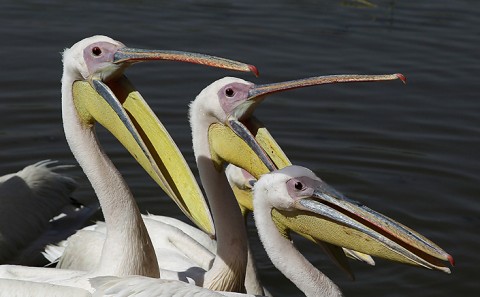 Herons-Storks-Pelicans-Ibis