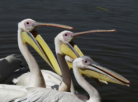 Herons-Storks-Pelicans-Ibis