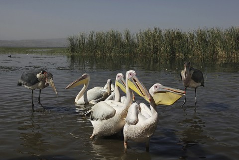 Herons-Storks-Pelicans-Ibis