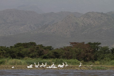 Herons-Storks-Pelicans-Ibis