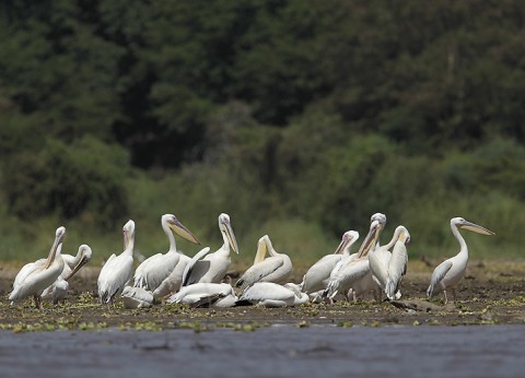 Herons-Storks-Pelicans-Ibis