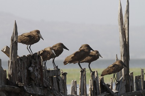 Herons-Storks-Pelicans-Ibis