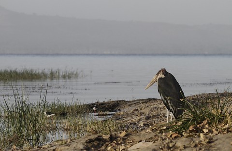 Herons-Storks-Pelicans-Ibis