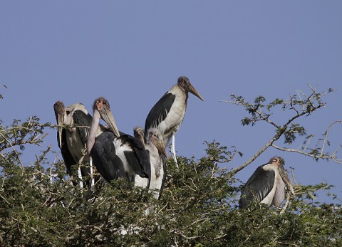 Herons-Storks-Pelicans-Ibis