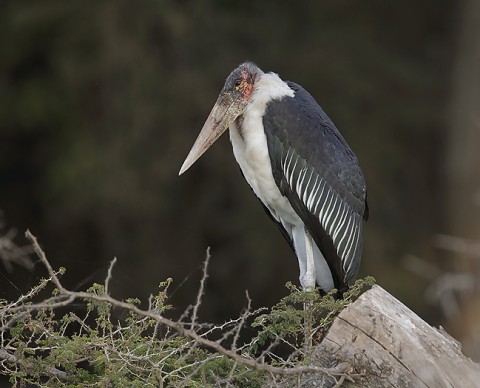 Herons-Storks-Pelicans-Ibis