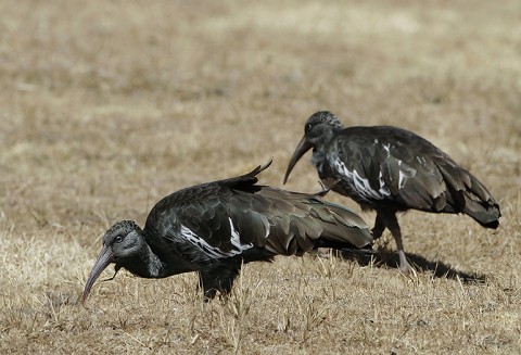 Herons-Storks-Pelicans-Ibis